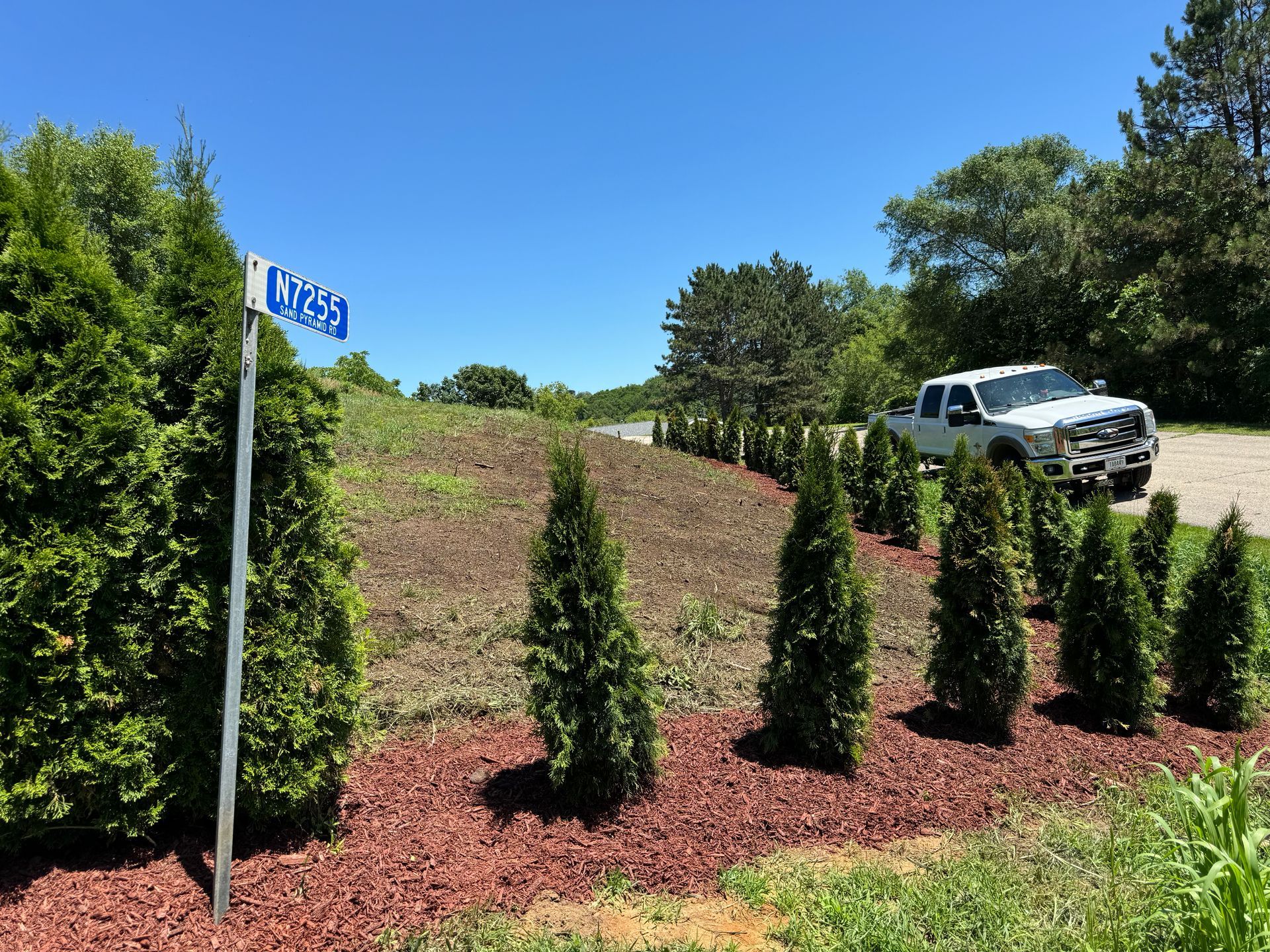 Mulched landscaping with young evergreens, grassy hill, and white SUV parked near trees under blue sky