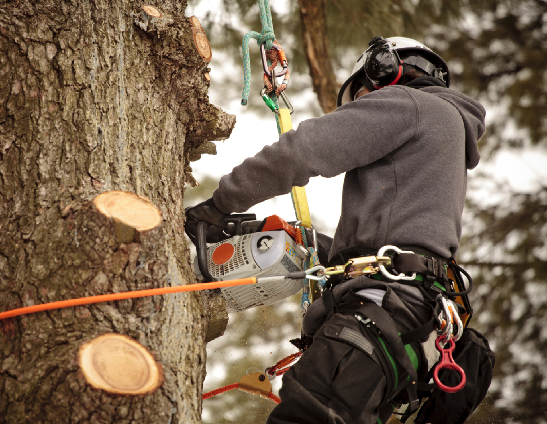 Fox Tree Services