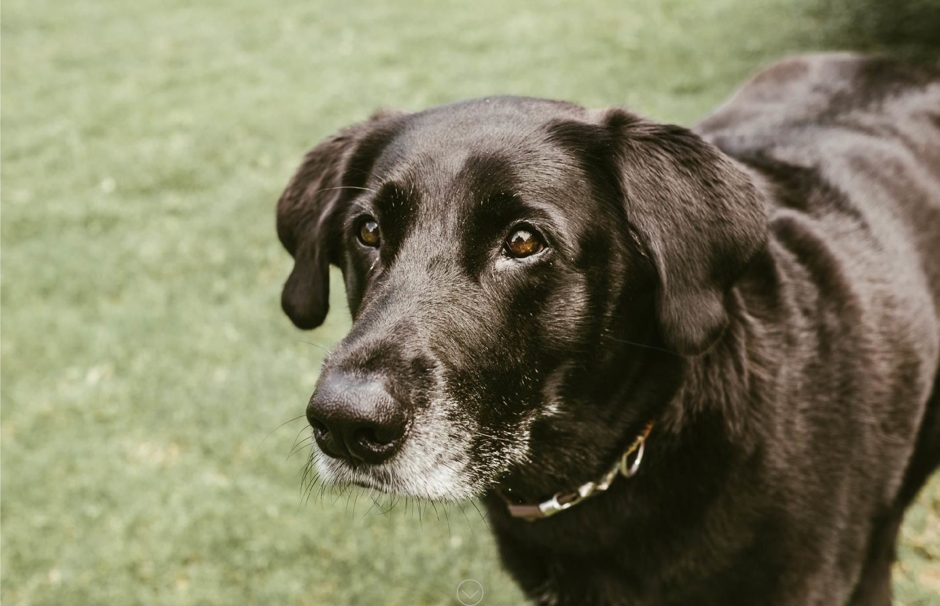 Labradors in Need