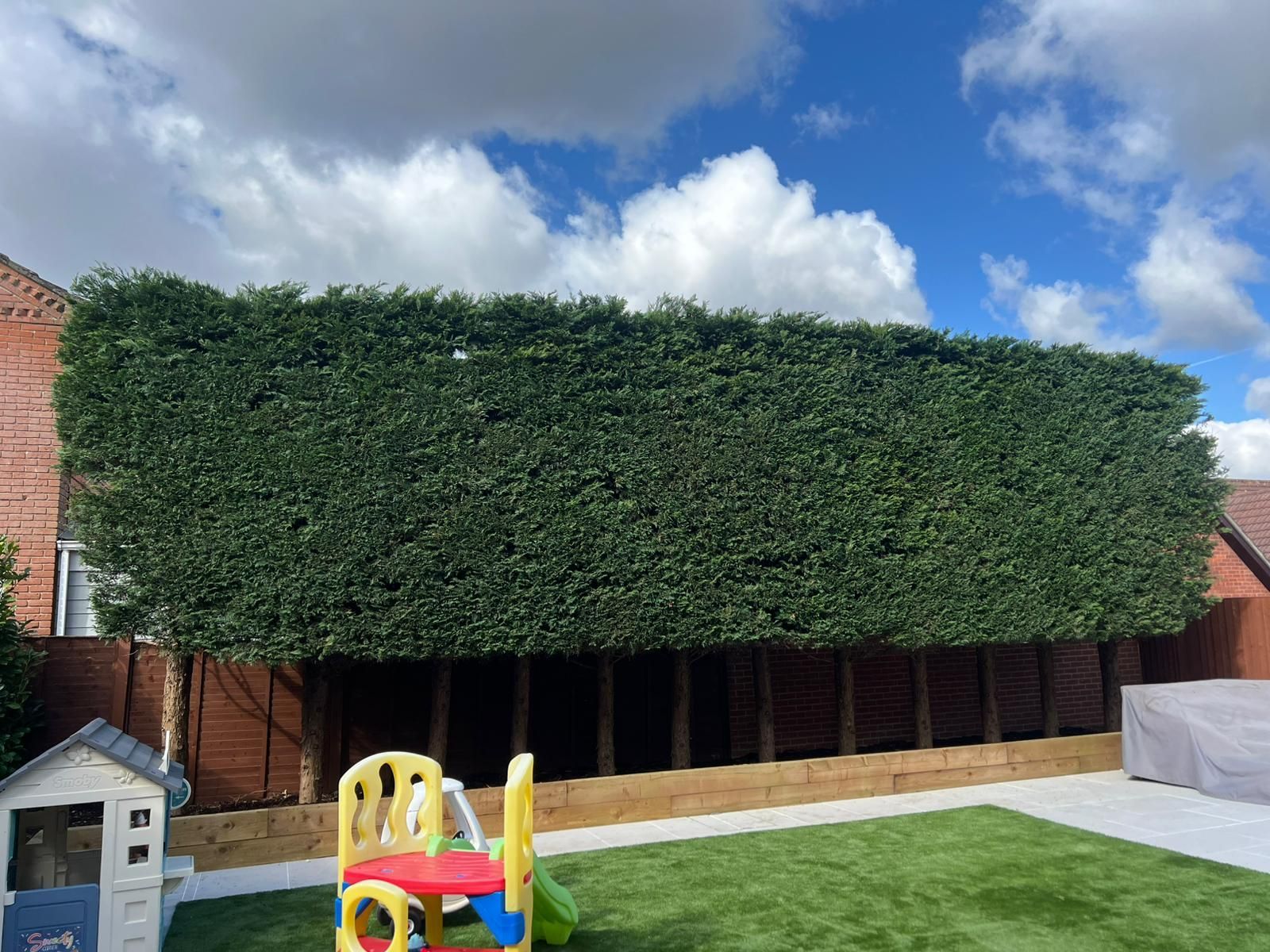 hedge