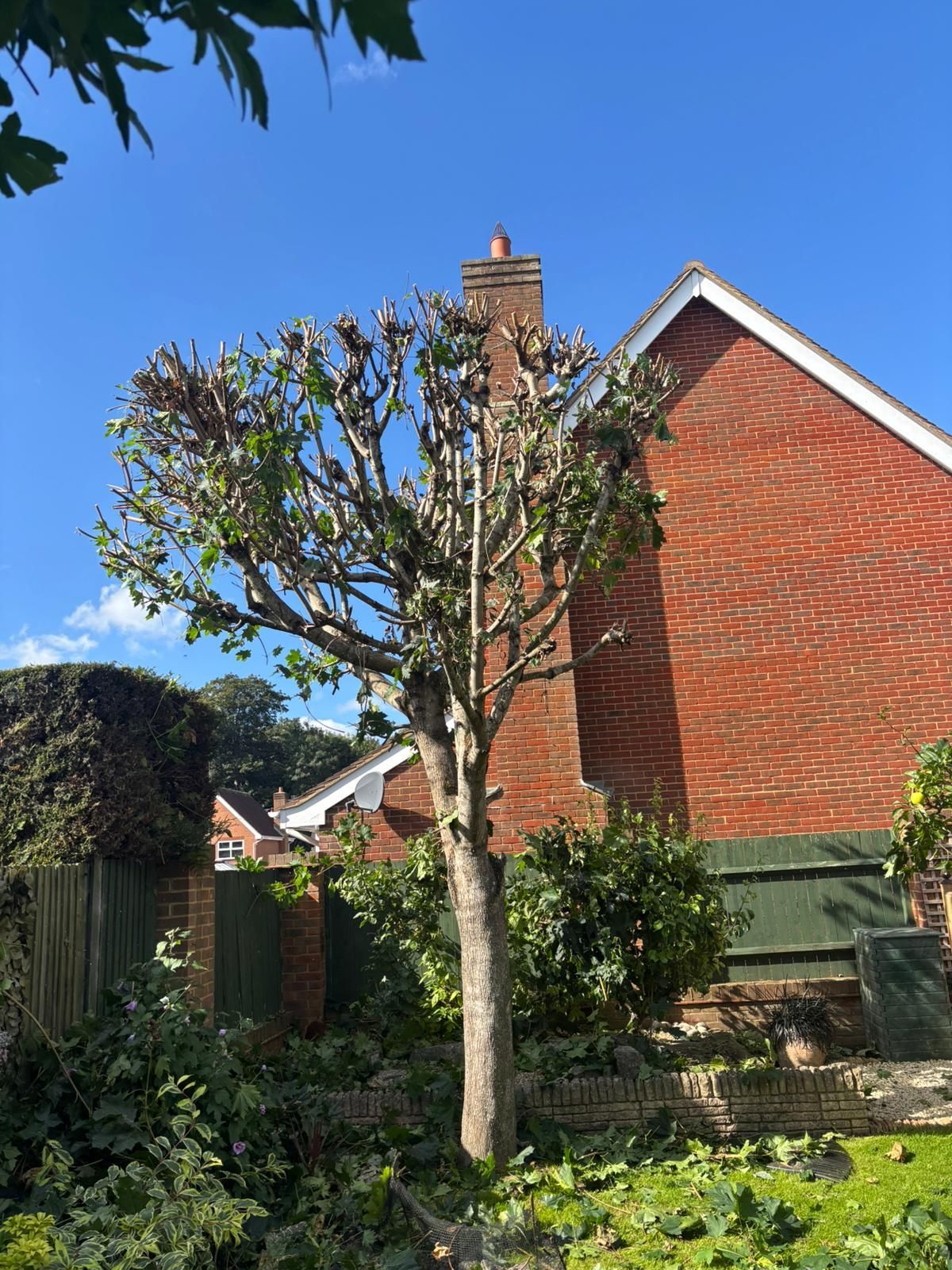 Tree that has been pruned with house ans