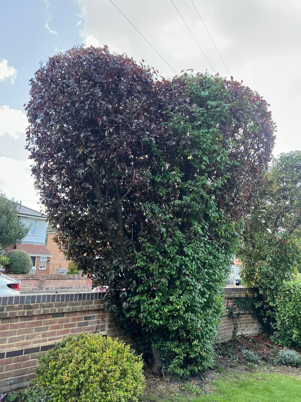 Freshly cut hedge 