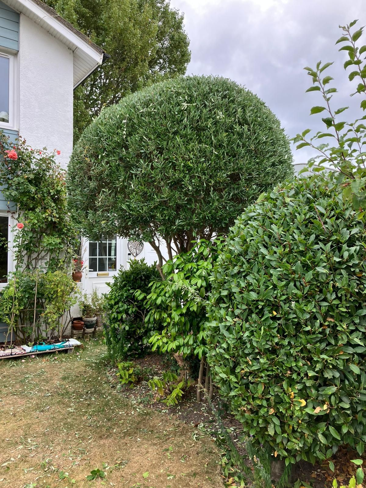 Neatly trimmed hedge in ball shape with house to the left