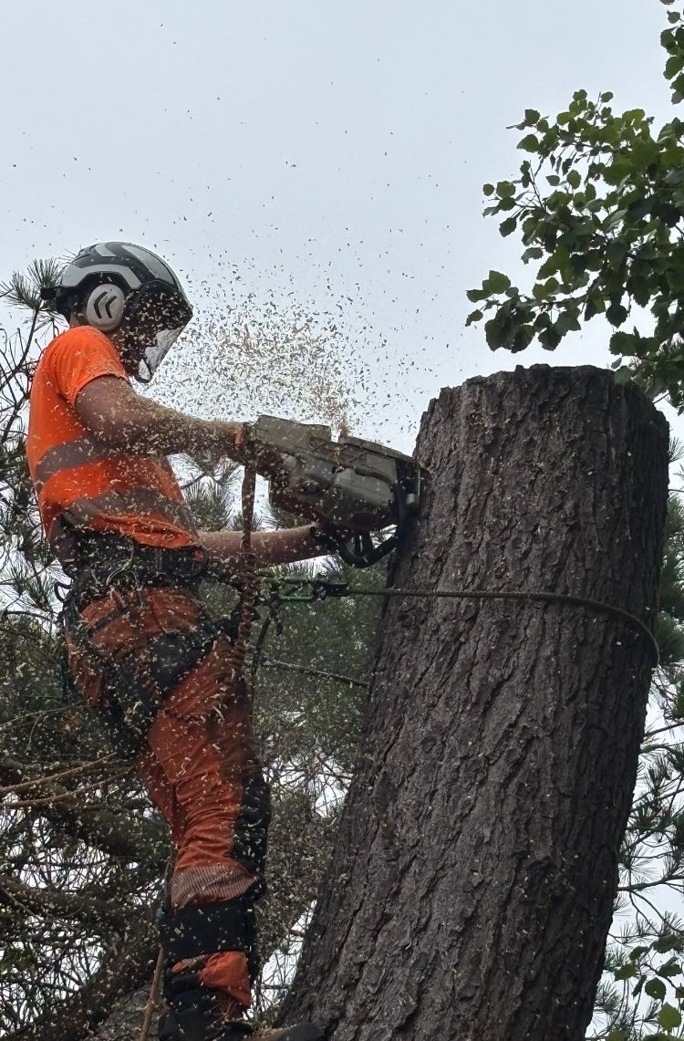 Tree surgeon trimming tree stump with safety gear on