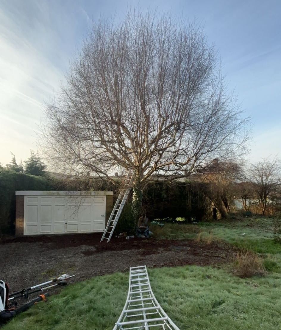 Tree with sky in background