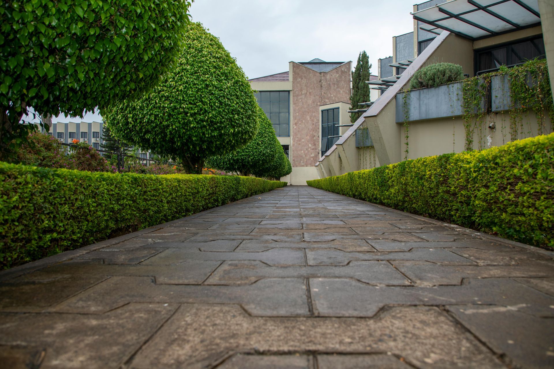 A paved walkway stretches between two rows of neatly trimmed green hedges and manicured round trees.