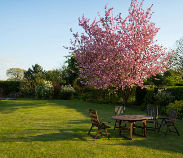 Garden with neat turf and blossom tree along hedge line