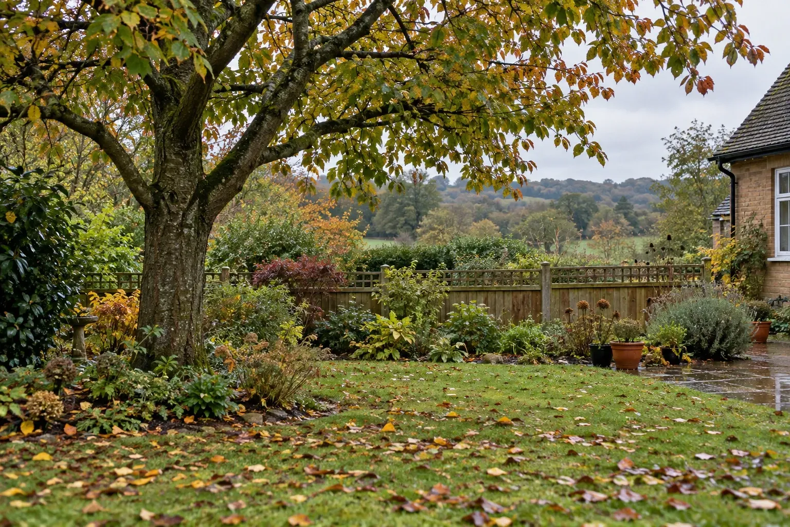 Mature deciduous tree, timber fence and damp lawn in an autumn Hampshire-style garden