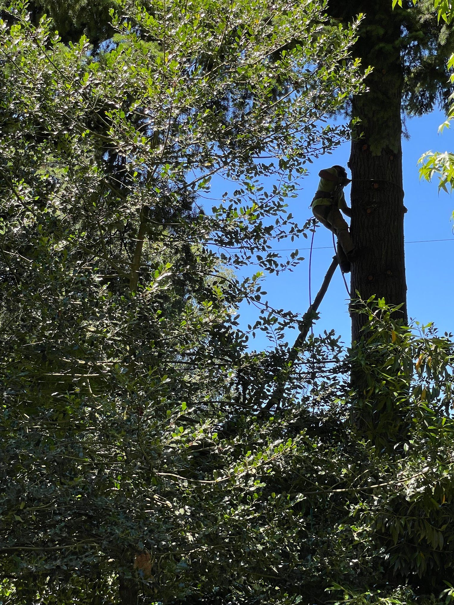 A man is climbing a tree with a chainsaw