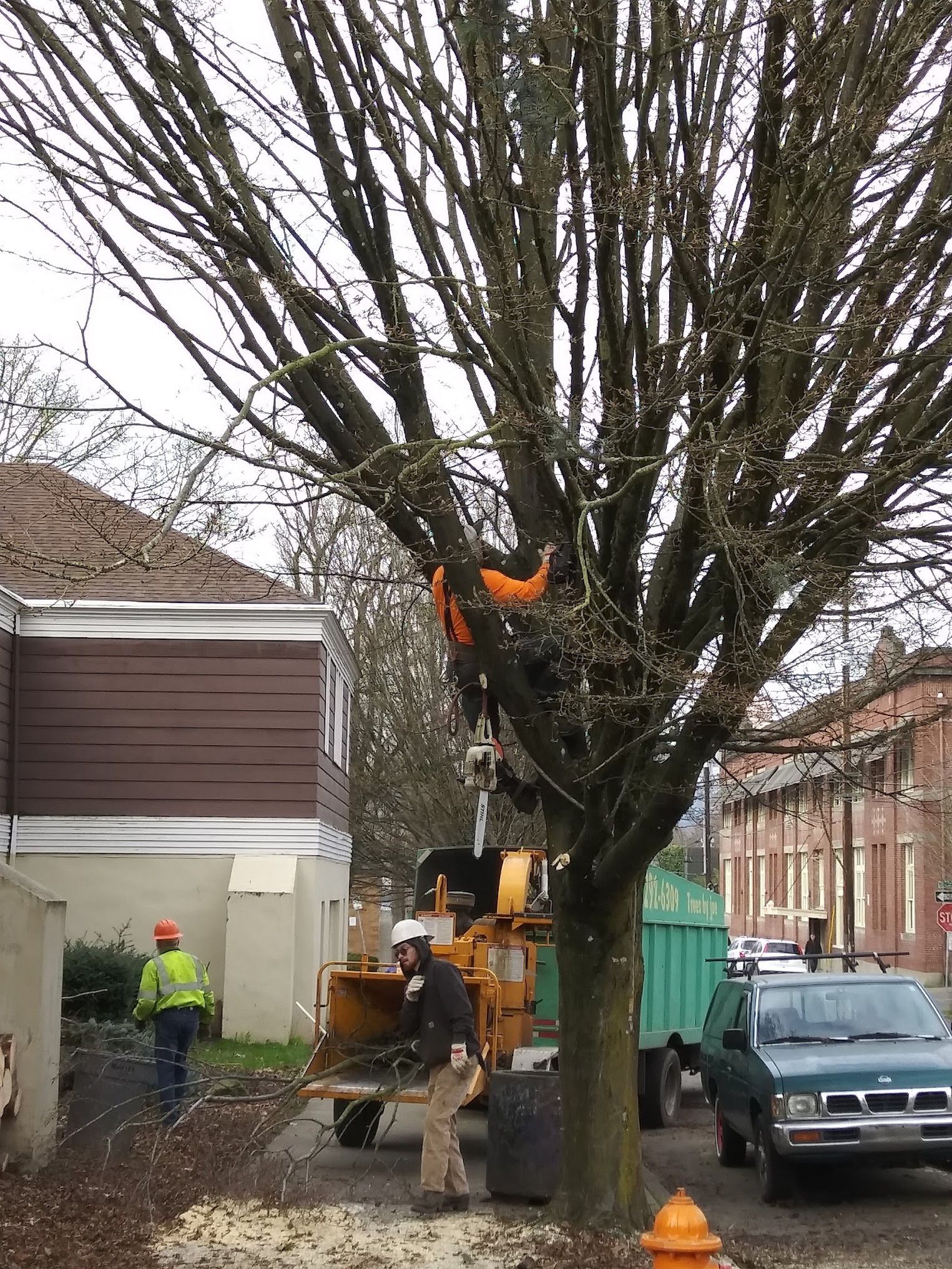 A man is cutting a tree with a machine in front of a fire hydrant.