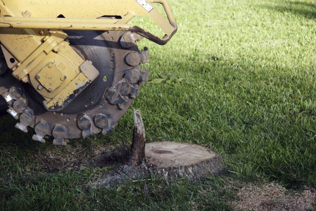 A machine is cutting a tree stump in the grass.