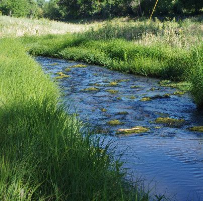 A small stream winding through tall green grass in a sunny meadow.