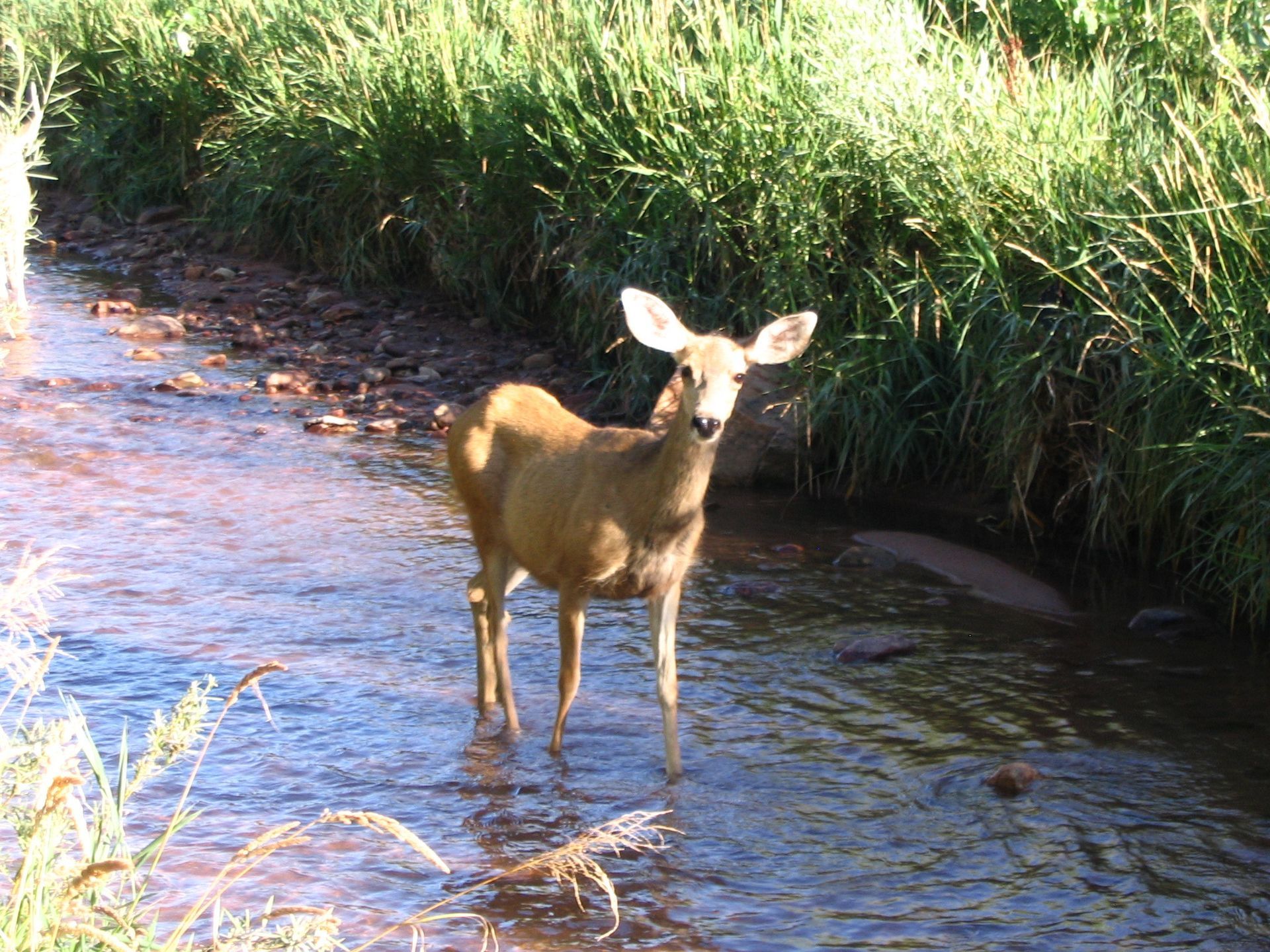 Deer standing in a shallow stream beside tall grass, looking toward the camera.