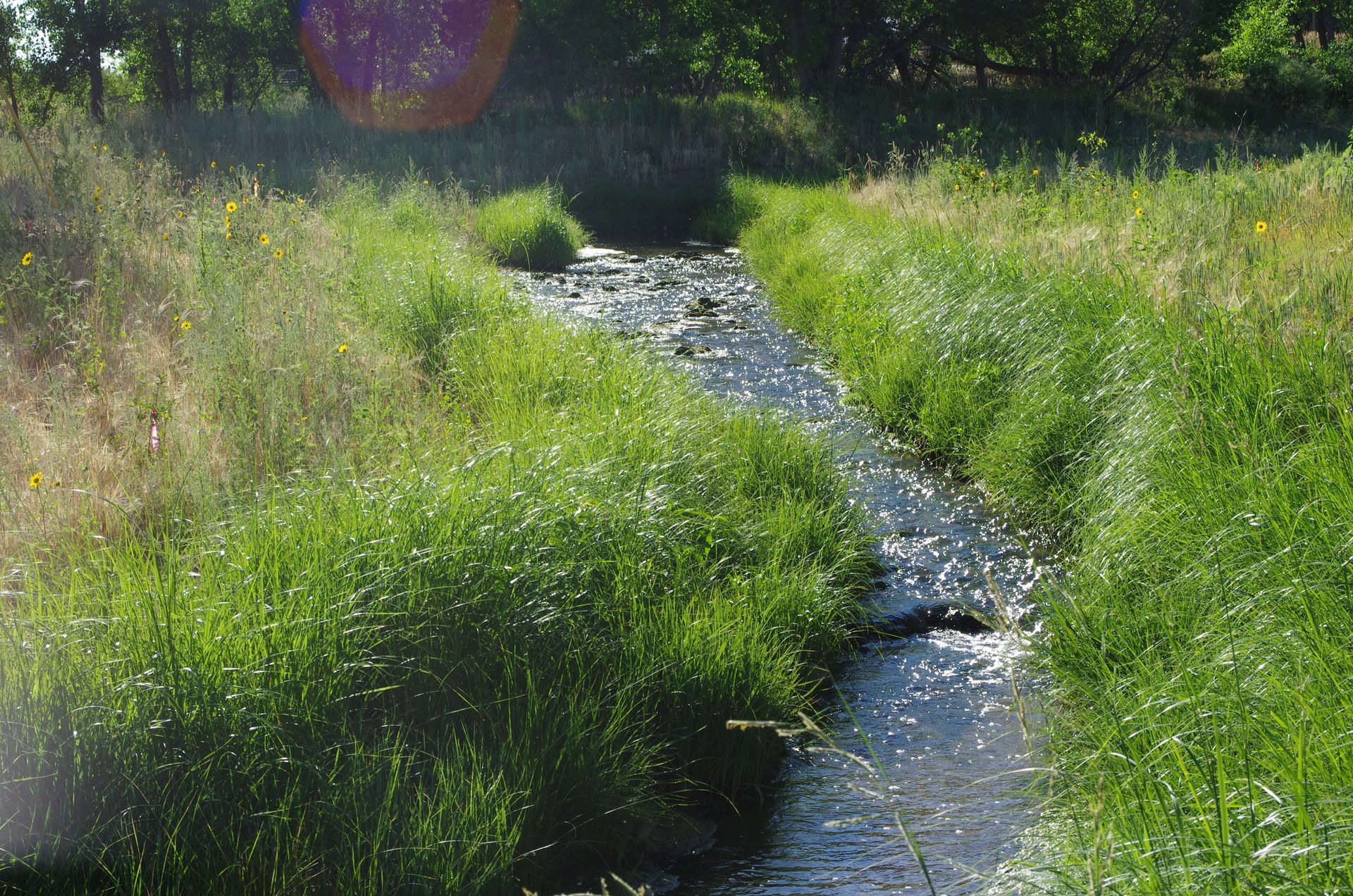 Narrow creek flowing through tall green grass in bright sunlight
