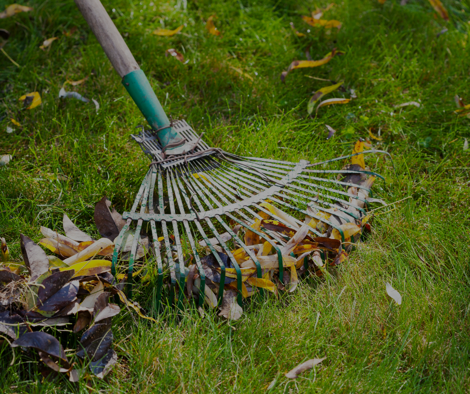 Rake with leaves on green grass.