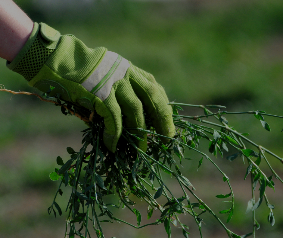 A gloved hand pulling weeds.