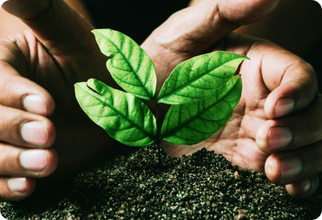 Hands cupping soil around a small, green seedling with three leaves.