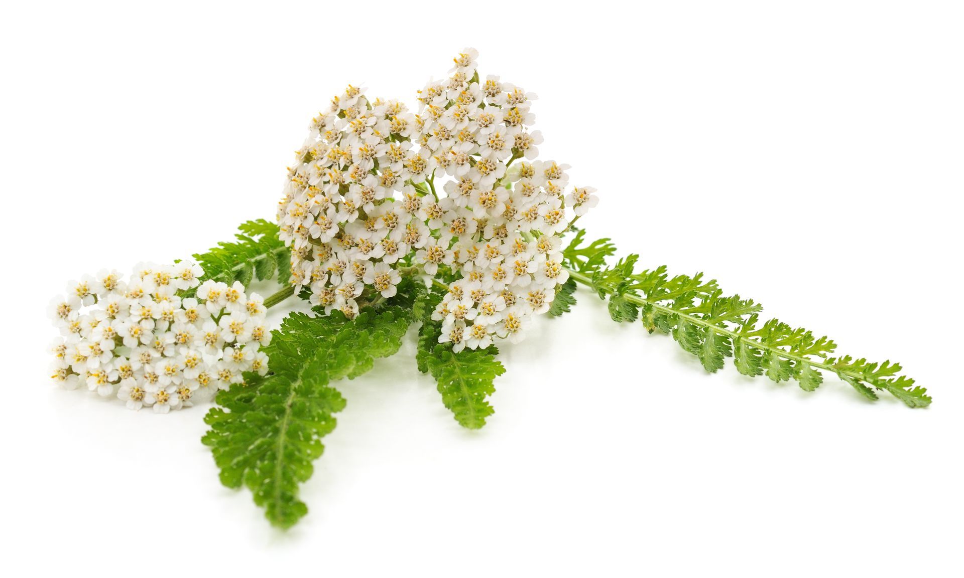 Holunderblüte