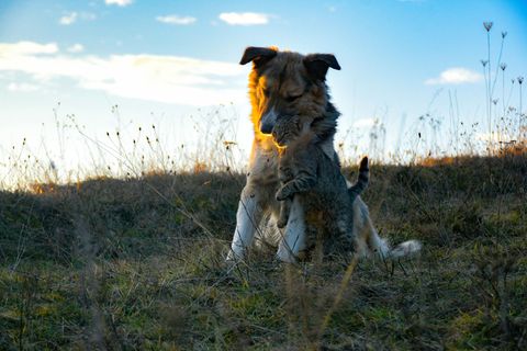 Two Smiling Dogs — Animal Care Sydney in Castle Hill, NSW