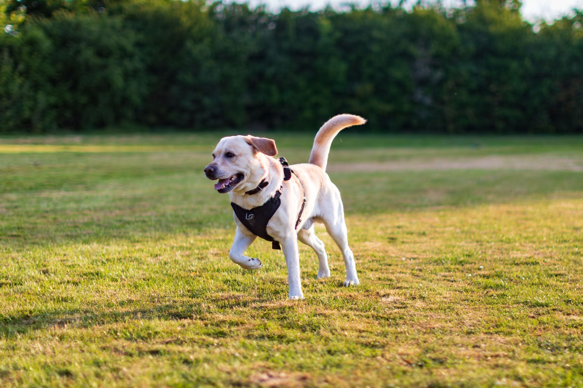 Cat And Dog — Animal Care Sydney in Castle Hill, NSW