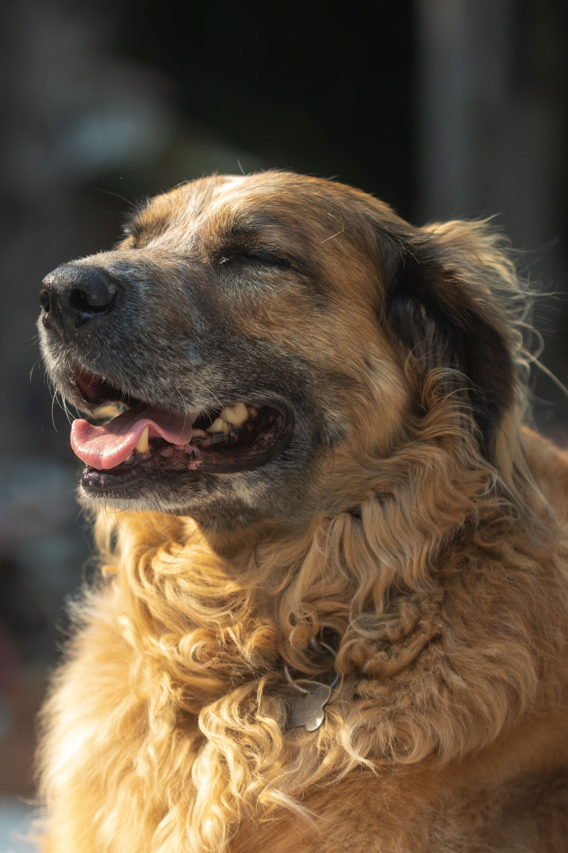 Smiling Black Dog — Animal Care Sydney in Castle Hill, NSW