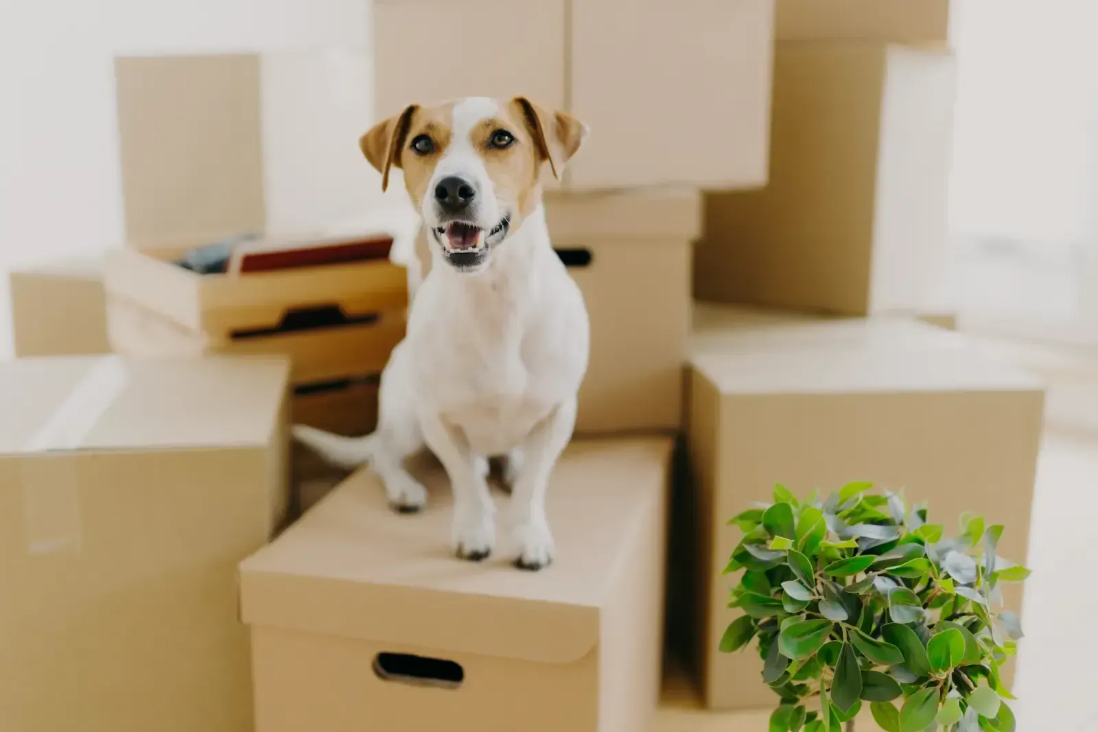 A small white and tan Jack Russell Terrier stands happily on top of a cardboard moving box surrounded by other boxes.