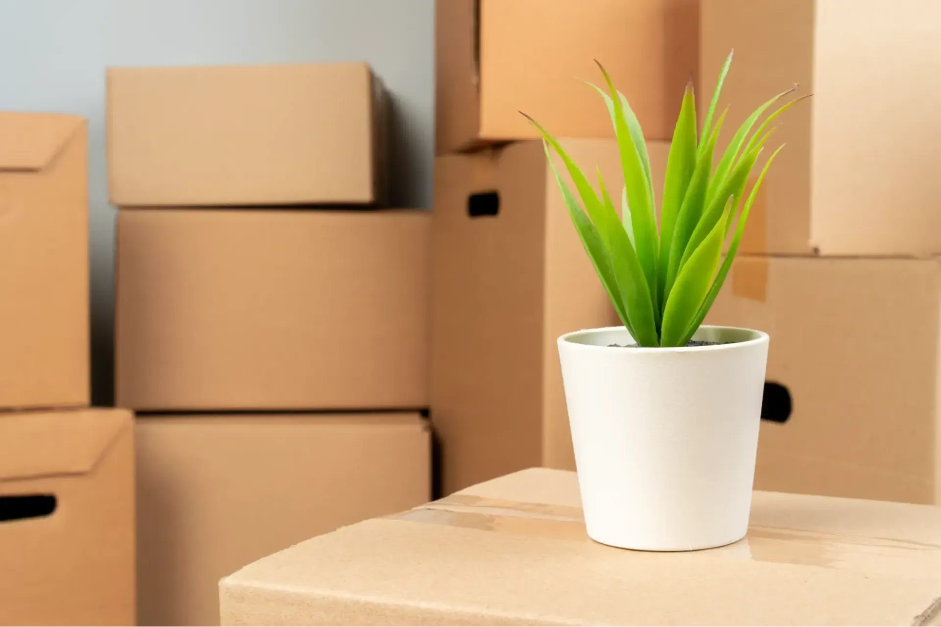 A potted plant is sitting on top of a cardboard box.