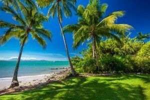There Are Two Palm Trees on the Beach Near the Ocean — FNQ Hot Water In Port Douglas, QLD