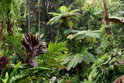 A Lush Green Tropical Forest With Lots of Trees and Plants — FNQ Hot Water In Cairns, QLD