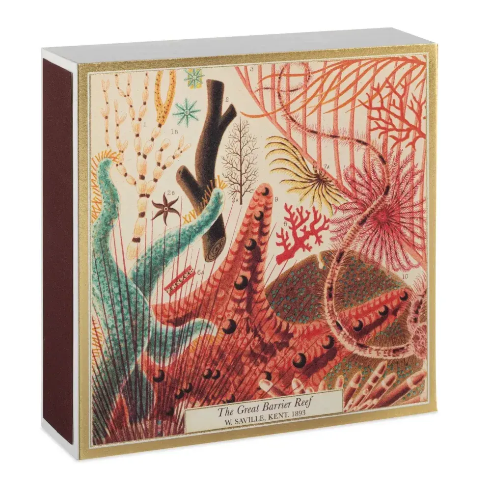 Boîte d'allumettes colorées ornée d'une illustration de récif corallien, avec des allumettes en bois apparentes sur le dessus.