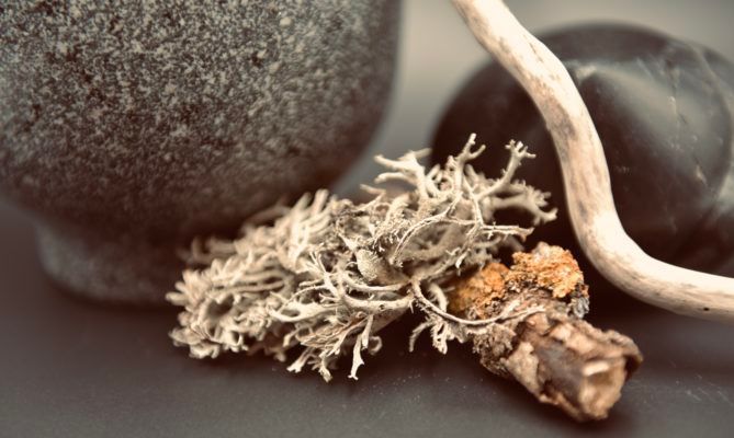 Gros plan sur du lichen séché et des pierres sur une surface sombre, avec une brindille blanche courbée en arrière-plan.