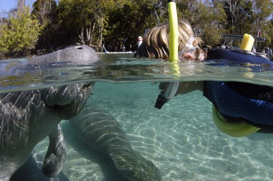 Crystal River manatee