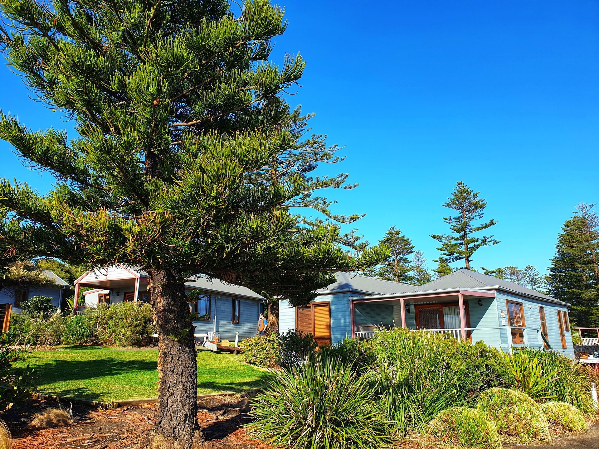 A House With A Large Pine Tree In Front Of It — Keany's Electrical Service In Kiama, NSW
