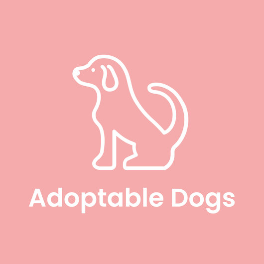 Adoptable Dogs