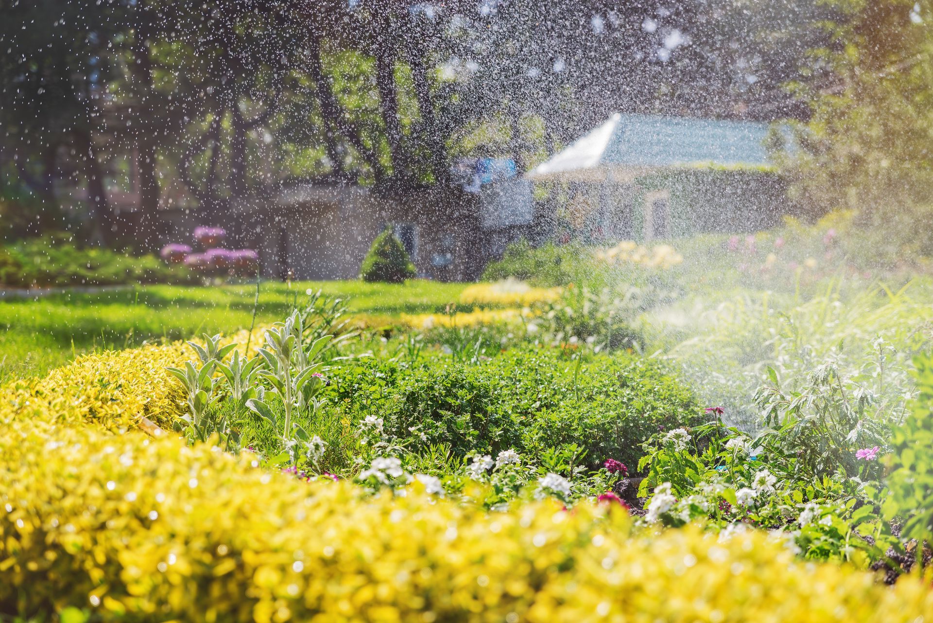 A bright yellow hedge curves through a lush green garden as water from a sprinkler sprays over the plants.