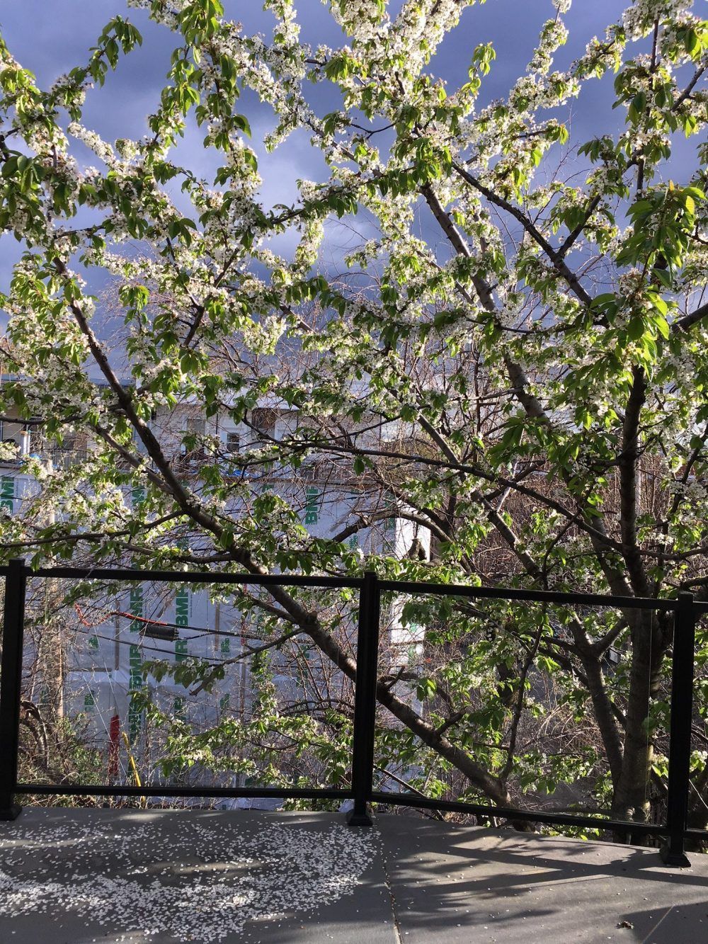 Un arbre en fleurs, aux fleurs blanches et aux feuilles vertes, encadre la vue d'un bâtiment au loin, derrière une balustrade sombre.