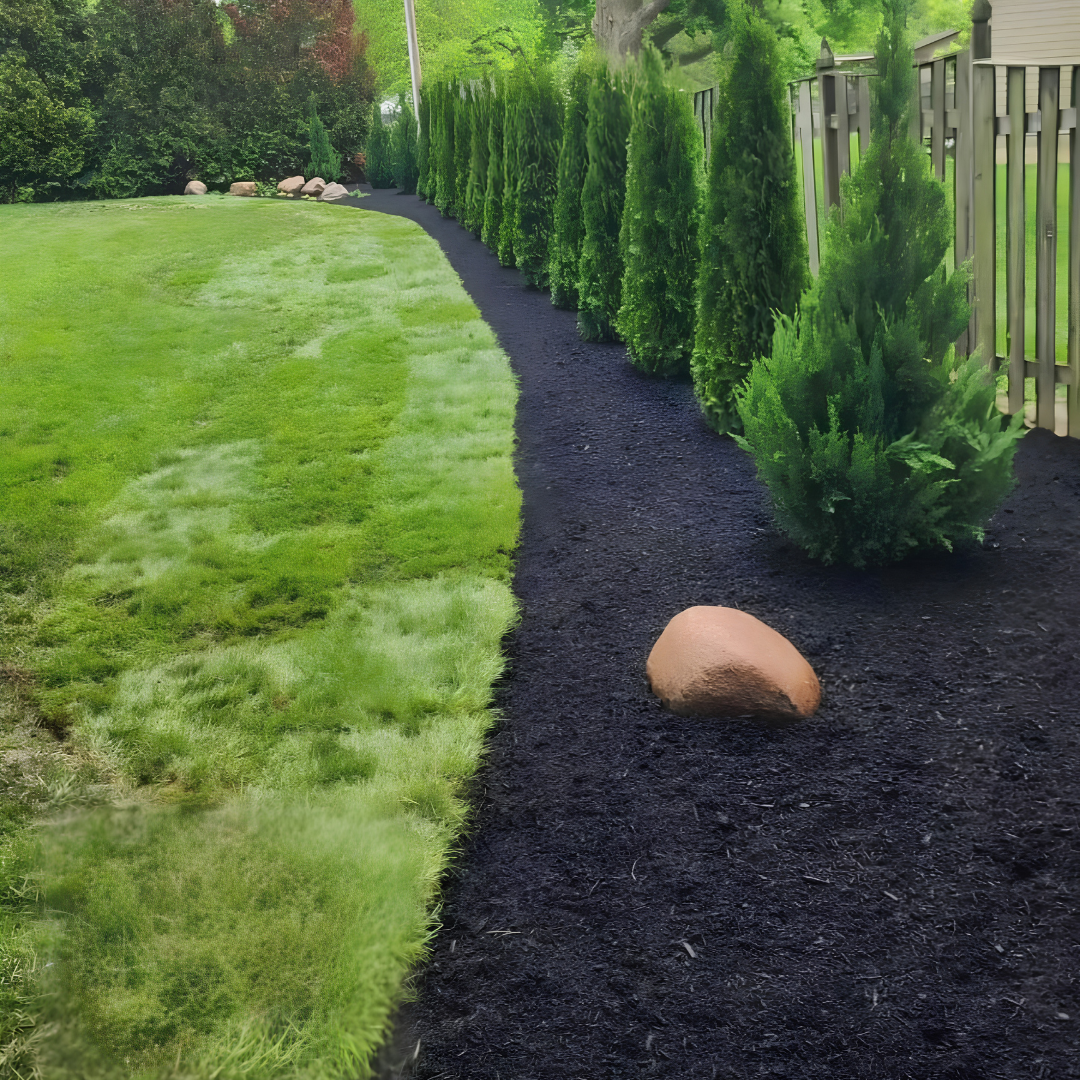 Curved garden bed with black mulch, young evergreen shrubs, a lawn, and a tan rock near a wooden fence.
