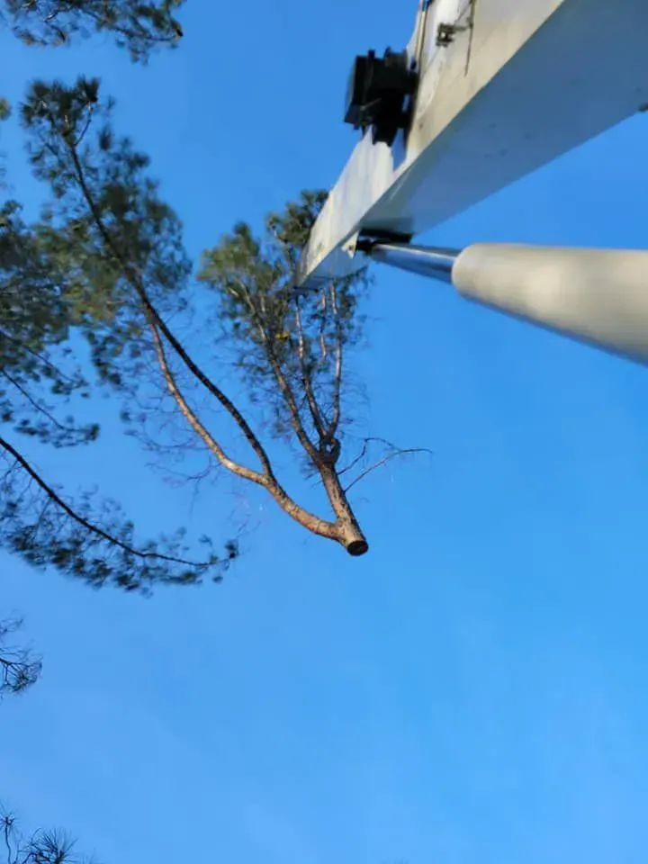 A tree being trimmed by an aerial lift against a bright blue sky.
