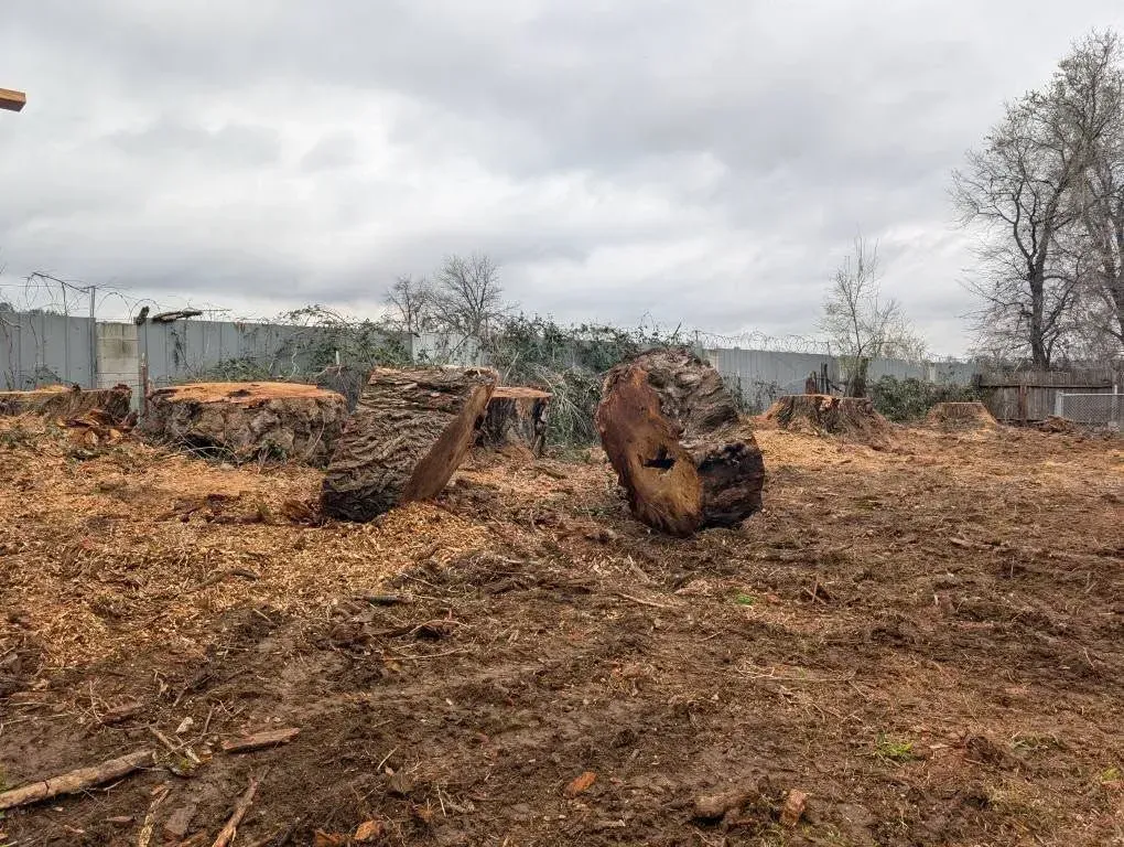 Cut tree trunks and stumps on muddy ground, surrounded by wood chips, under a cloudy sky.