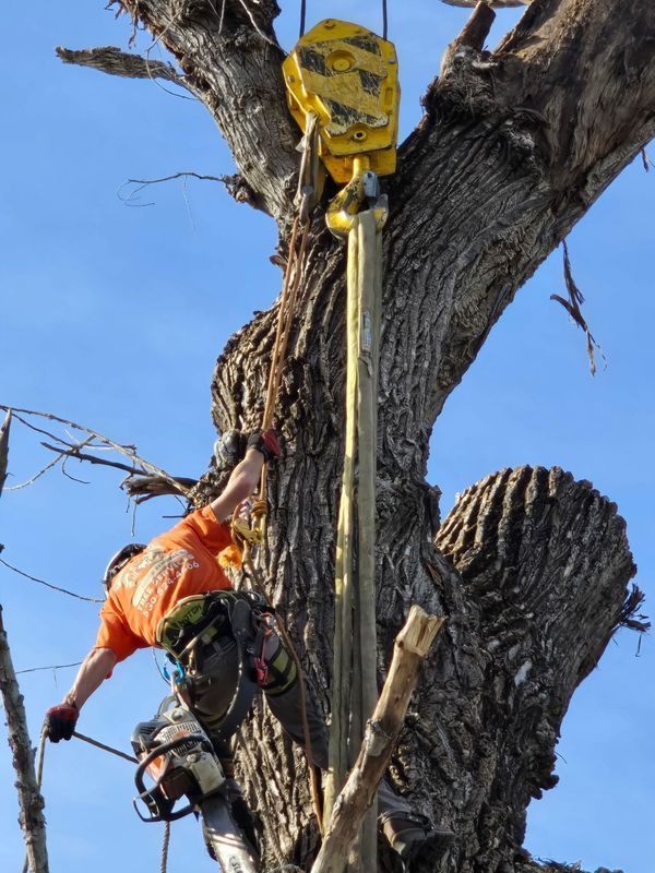 Arborist using a crane to remove a large tree branch. Yellow strap hangs from crane. Man wears orange shirt and is secured to tree.