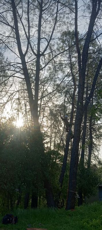 Tall trees silhouette against a bright sky, sunlight filtering through the branches, illuminating green foliage below.
