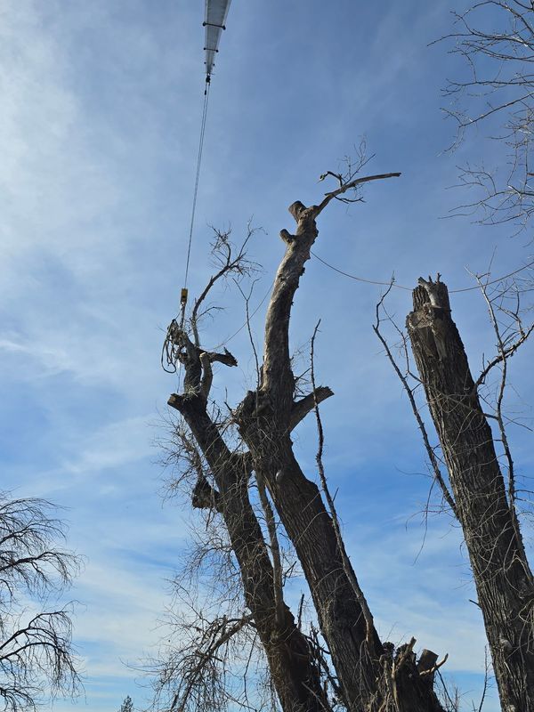 Dead trees with a cable extending towards a blue sky.