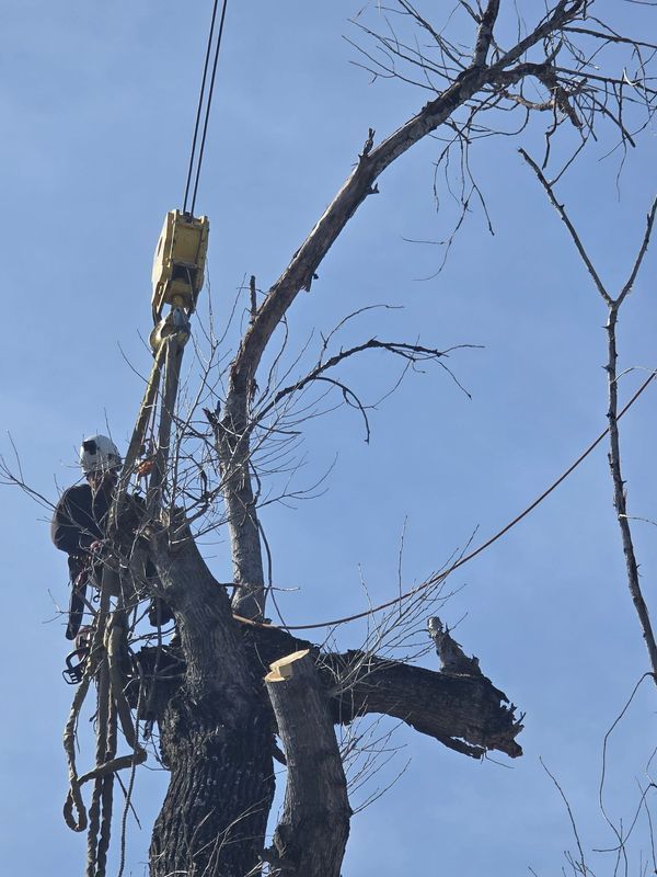 Tree worker using a crane to remove branches from a tree against a blue sky.