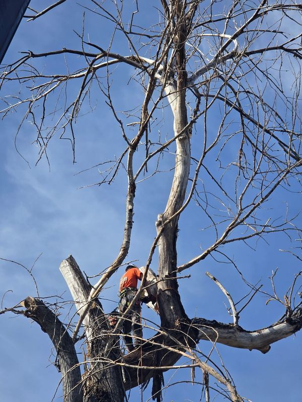Person in orange working on tree with chainsaw, blue sky background.