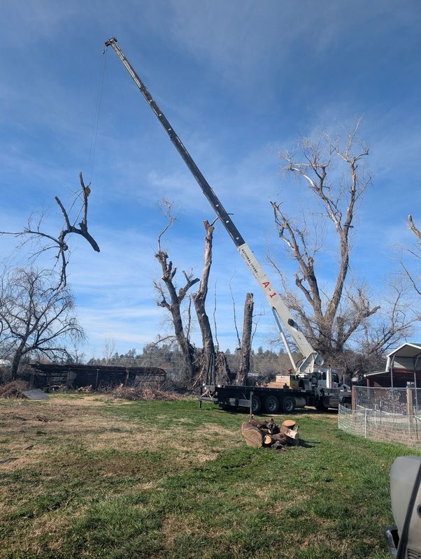 A crane trimming bare trees on a grassy field under a blue sky.