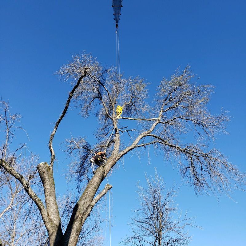 Tree trimming with a crane on a sunny day. Two workers in the tree; blue sky.