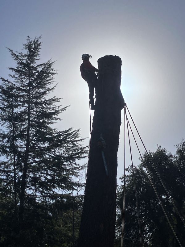 Arborist silhouetted against sun, cutting a tall tree trunk with ropes attached.