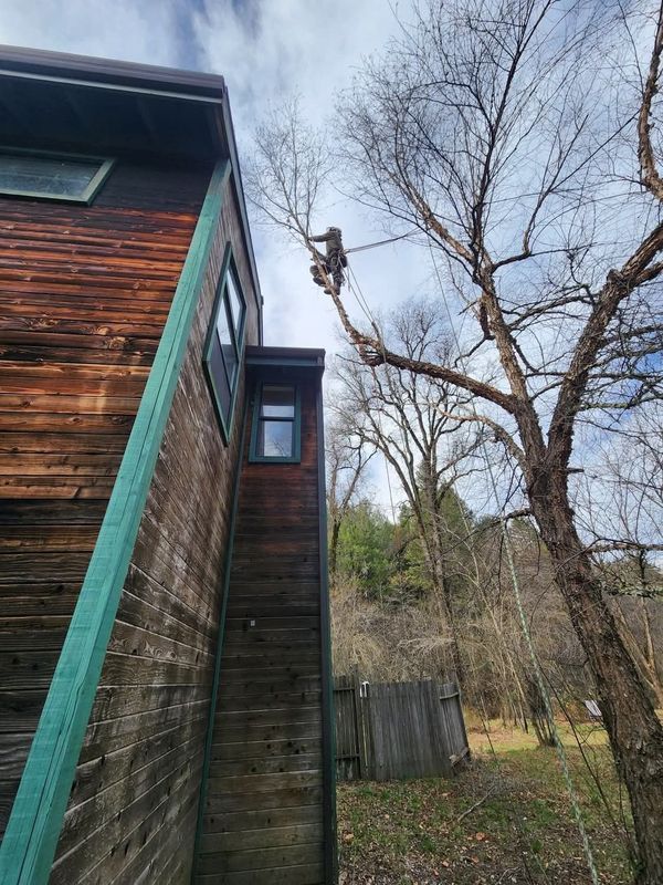 Tree worker trimming branches near a wooden building, blue sky, outdoors.
