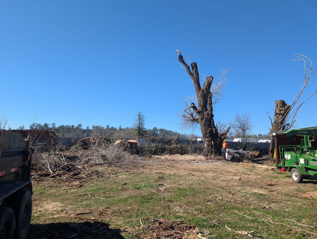 Tree removal in field; cut trees, a chipper, a trailer, blue sky.
