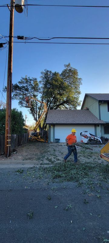 A tree trimming crew cuts down a tree next to a house with power lines. A worker walks among cut branches.